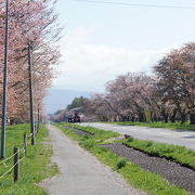 北海道有数の桜並木
