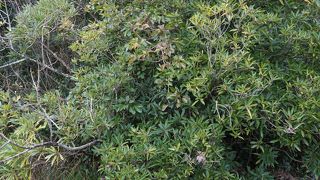 幅広い気候に応じた植物が一緒に群生