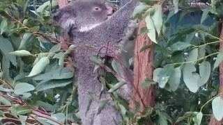 コアラ好きにはたまらない！