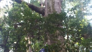 塩船観音寺の大スギ。東京都の天然記念物です。