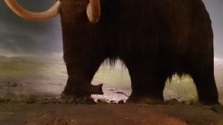 いきなりマンモス！