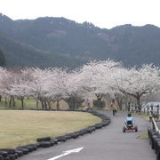 桜の名所で変形自転車やバギーもあって花見によい場所です