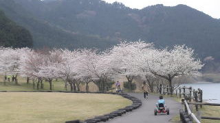 桜の名所で変形自転車やバギーもあって花見によい場所です