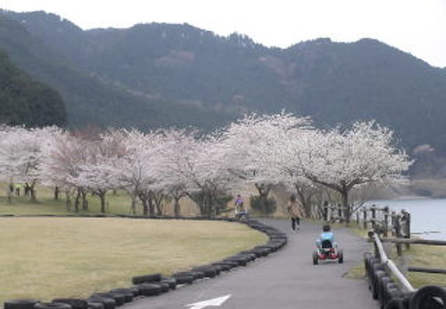 桜の名所で変形自転車やバギーもあって花見によい場所です