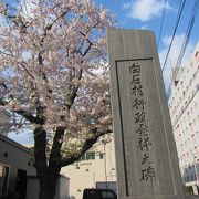 桜咲く木の下