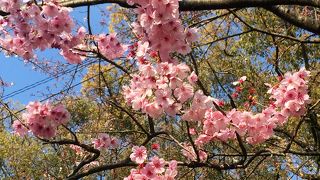 陽光桜が満開