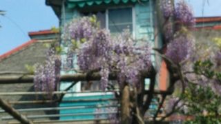 藤の花が満開でした