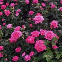 お花が綺麗でした