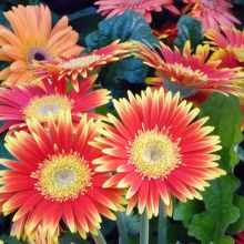 ５周年記念のイベント