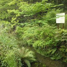 豊かな緑に囲まれた湧水