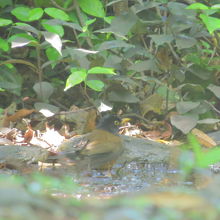 珍鳥アカコッコ