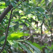 亜種シチトウメジロ