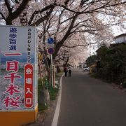 桜の開花時期に合わせて開催