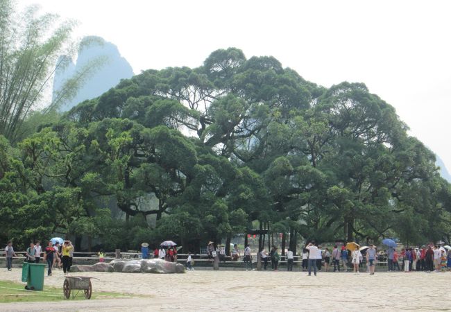 大榕樹景区