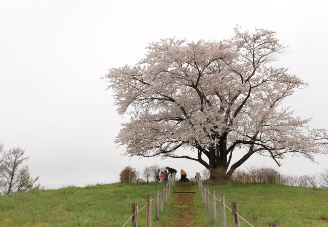 満開の一本桜、天気だけが残念でした。2016/5/2