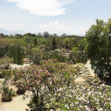 オアハカ民族植物園