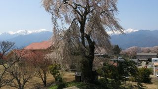 城の腰のしだれ桜