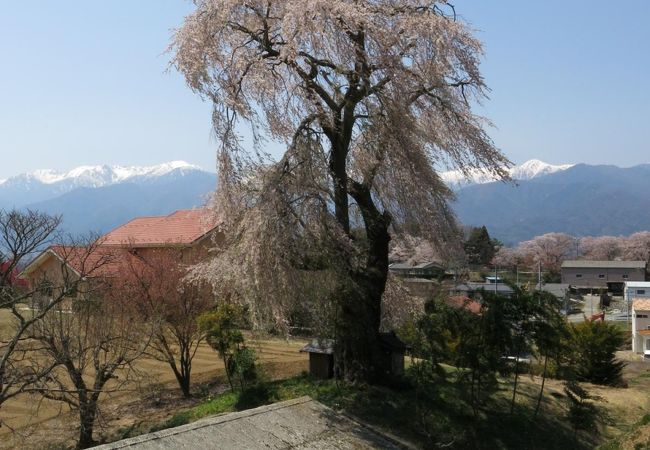 城の腰のしだれ桜