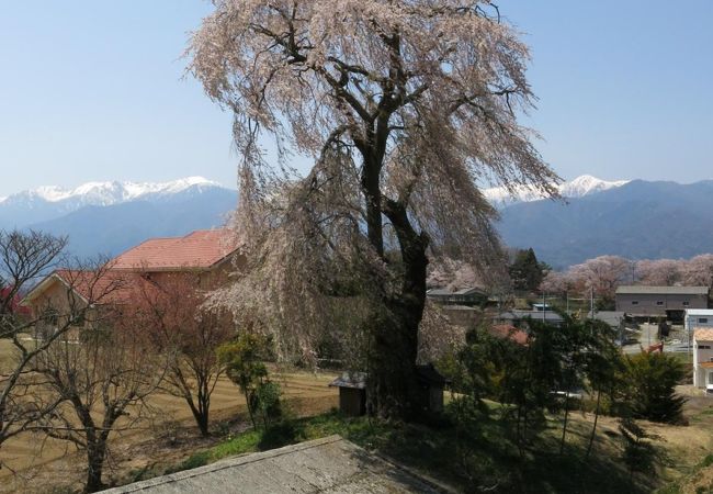 枝垂れ桜&中央アルプスの風景