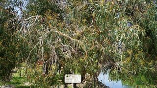 元気をもらえるような勢いがあります