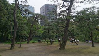 小さい松原です