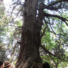 太郎杉の向かい