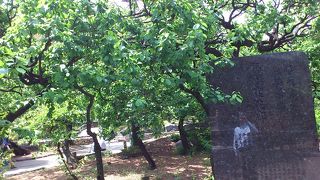 泉鏡花の婦系図