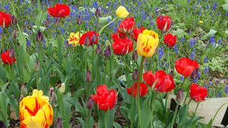 桜は期待はずれ。チューリップがきれいでした。