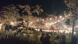 西公園で夜桜