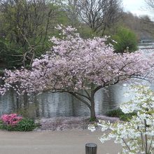 4月の終わりに桜が咲いていました。