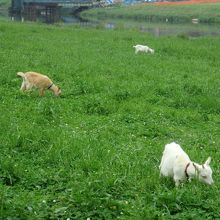 小ヤギの飼育