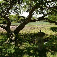 ２本の木を盆栽のように育てたとのこと