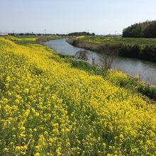 吉野ヶ里菜の花マーチ