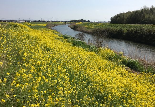 吉野ヶ里菜の花マーチ