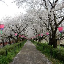 権現堂桜堤