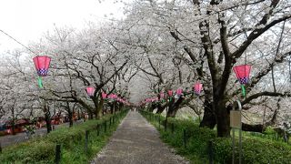 堤防に咲く美しい桜並木