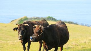 絶景のなかにいる牛