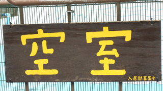 円山動物園　オランウータンの赤ちゃんが2016年2月26日に生まれました。