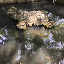 仁王門の近くの池にあった、亀の形をした岩と亀達です。