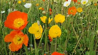 意外と歩けてしまう「国営昭和記念公園」