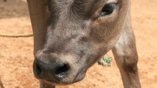 大人も子供も楽しめます。