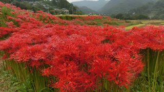  曼珠沙華、稲田、武甲山 の景色は素晴らしいです。