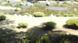 水墨画のうような庭