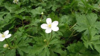 ニリンソウ群生地