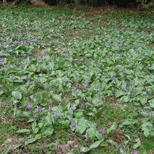 カタクリの群生