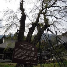 樹齢400年の枝垂桜