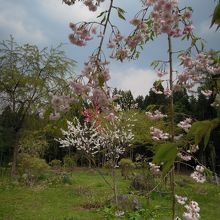 庭園の桜と花桃