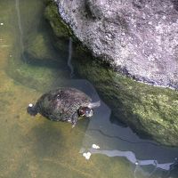 玄関の横の池に、ミドリガメがいた