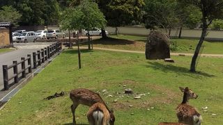 東大寺の裏側がおすすめ