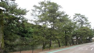 減ってはしまいましたが・・・